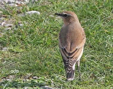 Wheatear, Oenanthe oenanthe, Alan Prowse